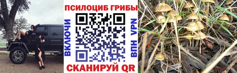 Псилоцибиновые грибы Cubensis  Новокубанск 